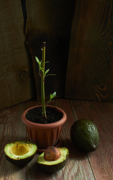 本土鳄梨苗图片下载