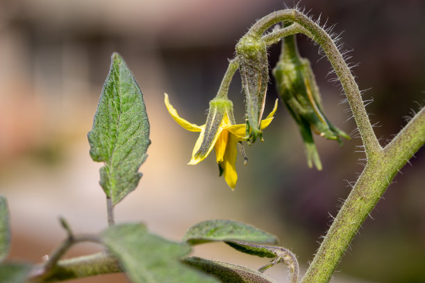 单瓣黄色番茄花的宏观图片图片下载