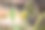 单瓣黄色番茄花的宏观图片图片下载