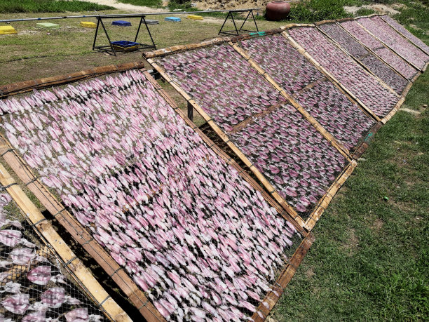 新鲜的鱿鱼在阳光下晒干。食物保存。太阳干鱿鱼。图片下载