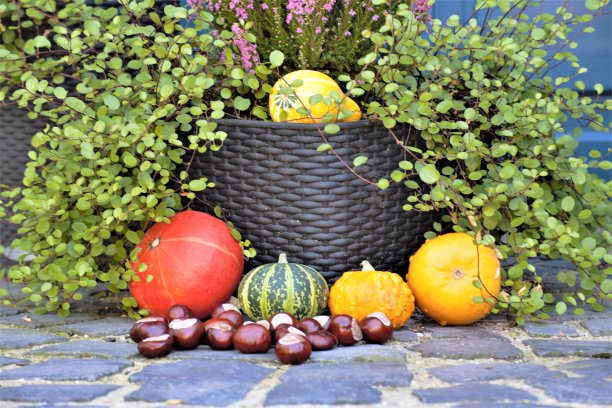 南瓜和鲜花图片下载