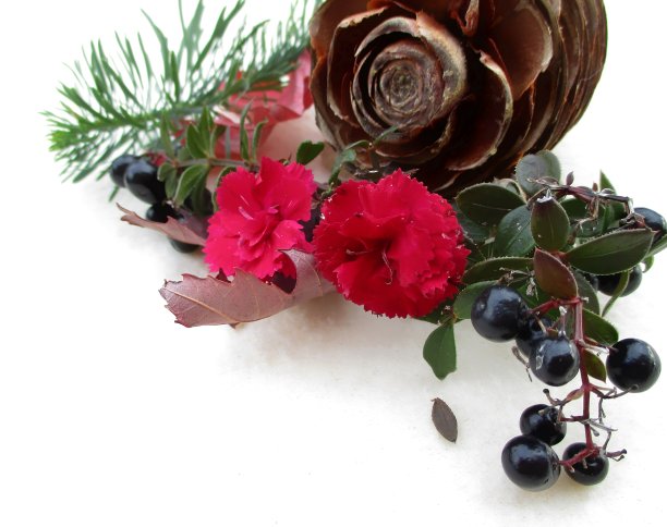 植物中的圣诞卡片图片下载