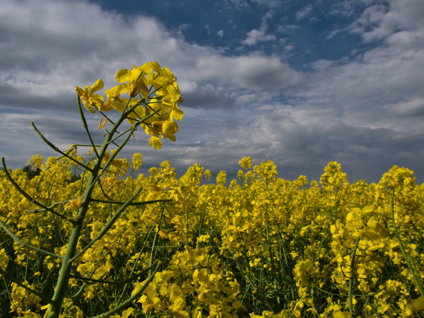 近距离观察一个孤立的黄色盛开的油菜花(甘蓝型油菜)在油菜田在春天。图片下载