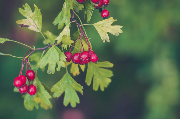 树枝上的野生成熟山楂-山楂-在森林里。深绿色自然背景上的红色浆果。图片下载