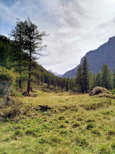 山景与树木图片下载