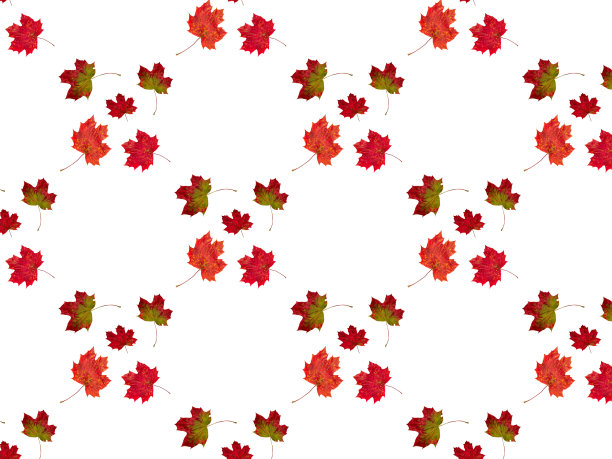 秋天的枫叶图片下载