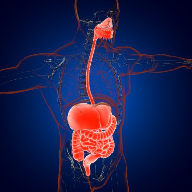 人体消化系统解剖医学概念3D渲染图片下载