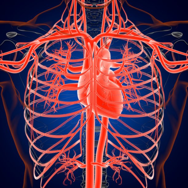 人体心脏与循环系统解剖医学概念3D图片下载