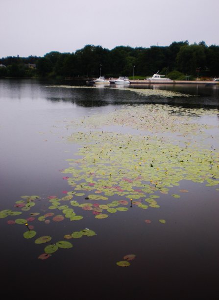 湖。水面上有绿色的睡莲。码头。三船。图片下载