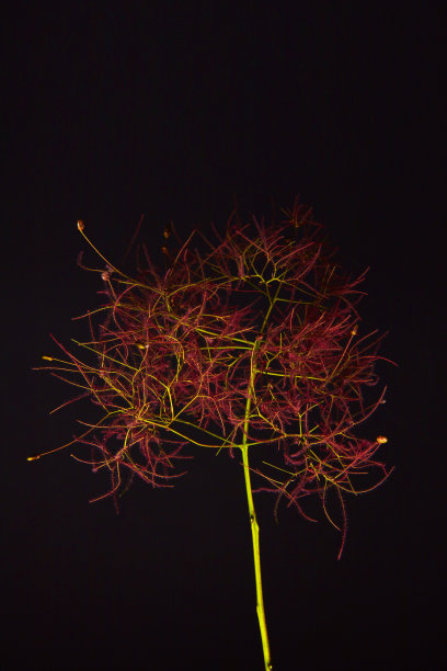 红色的花图片下载