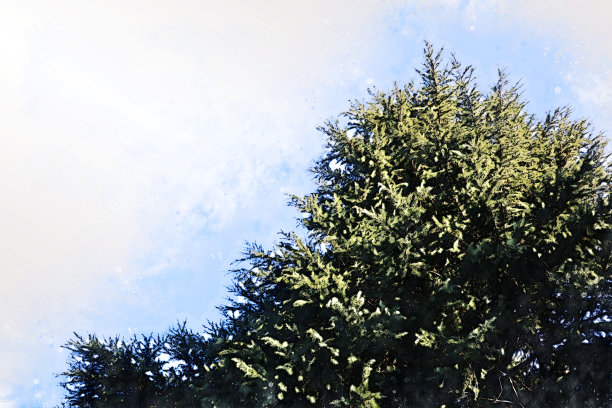 抽象的彩色树枝树在森林中的水彩画背景。图片下载