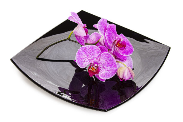 蝴蝶兰花在白色背景的黑色盘子上图片下载
