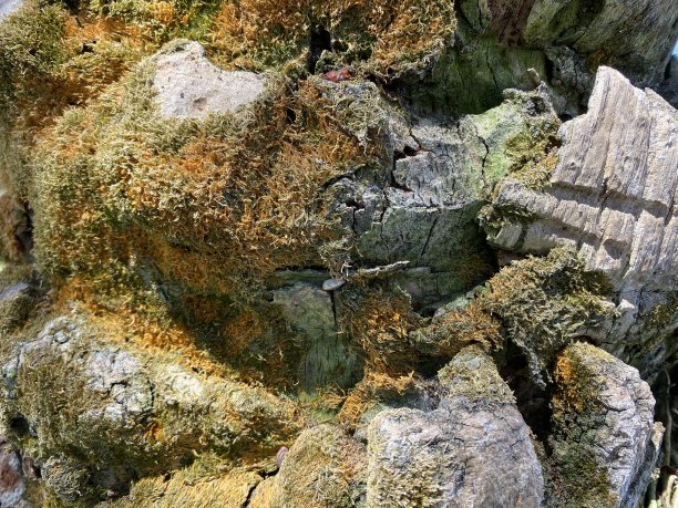 石头在莫斯图片下载