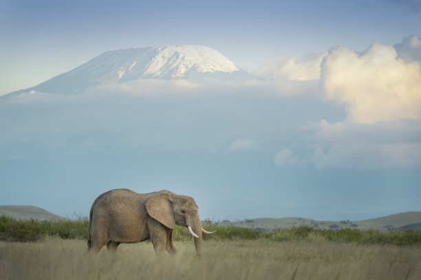 非洲象(非洲象)图片下载