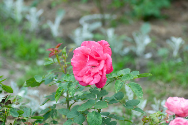 娇嫩的粉红色玫瑰花在绿色的背景在花园里。植物摄影为说明玫瑰图片下载