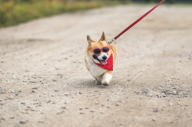 阳光明媚的日子里，一只时髦的柯基犬牵着皮带在路上散步图片下载