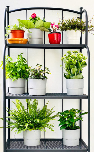 阳台上的各种花盆图片下载