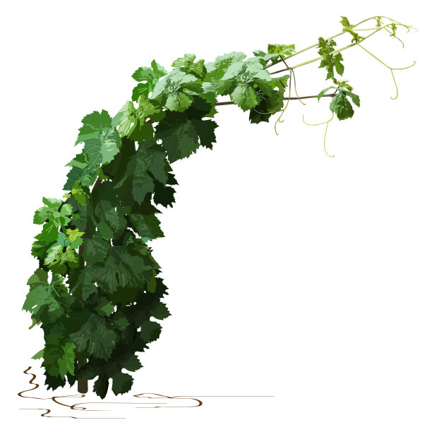 彩色的年轻葡萄藤图片下载