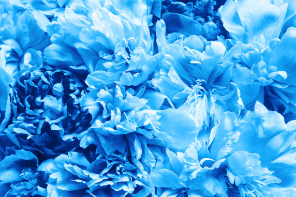 牡丹花盛开，充满活力的蓝色作为背景和活墙。色调经典的蓝色趋势2020年图片下载