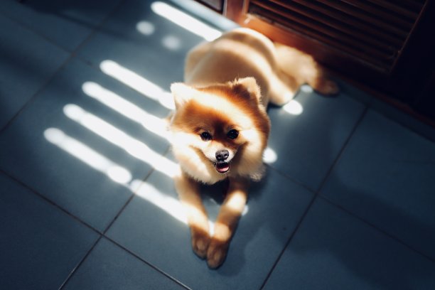 带影子的博美犬图片下载