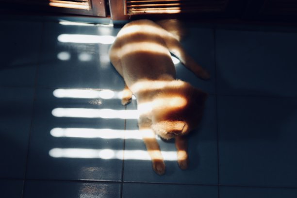 波美拉尼亚狗的影子图片下载