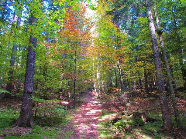 Beechand云杉林图片下载