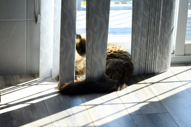 海豹点布娃娃猫睡在百叶窗玻璃门在阳光下图片下载