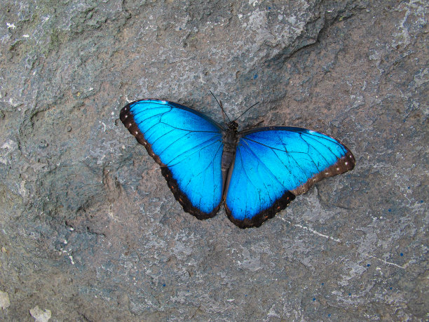 加拿大蒙特利尔的蓝色大闪蝶图片下载