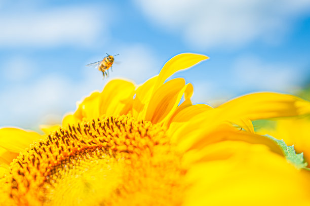 一只带花粉的小蜜蜂飞过向日葵黄色的花瓣图片下载