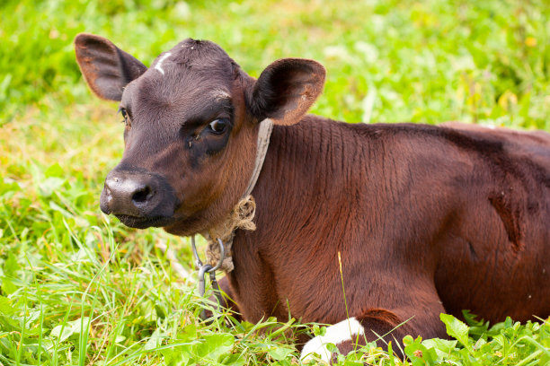 非常可爱的新生荷斯坦小牛躺在草地上图片下载