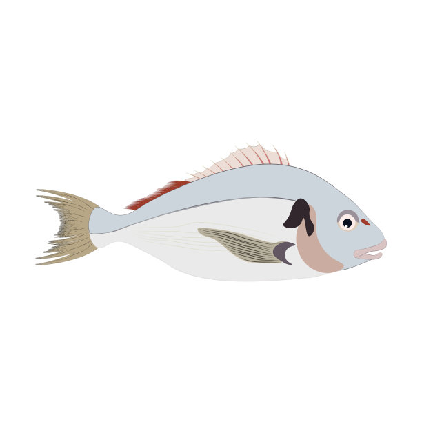 剑鱼是天然的健康食品图片下载