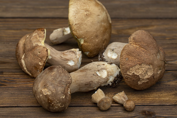 牛肝菌木背景。素食。健康饮食图片下载