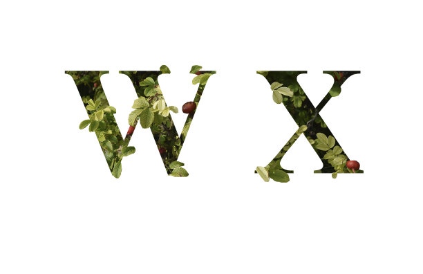字母的花朵字体w,x，是由真实的玫瑰花瓣切割成字母的形状。图片下载