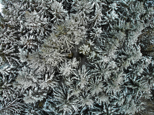 积雪的针叶树在冬天的顶部图片下载