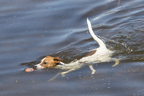 狗狗追逐球图片下载