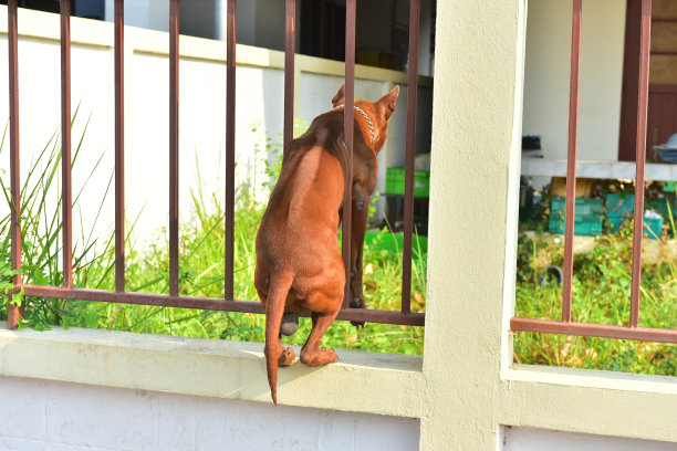 清晨公犬活动。图片下载