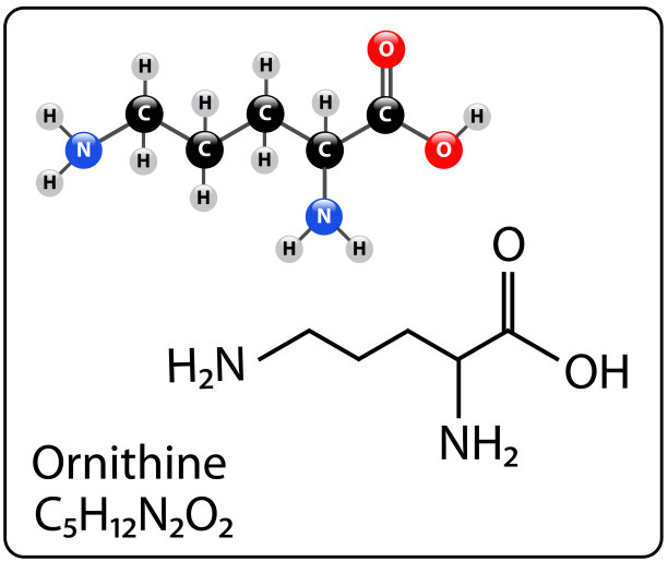 鸟氨酸分子图片下载