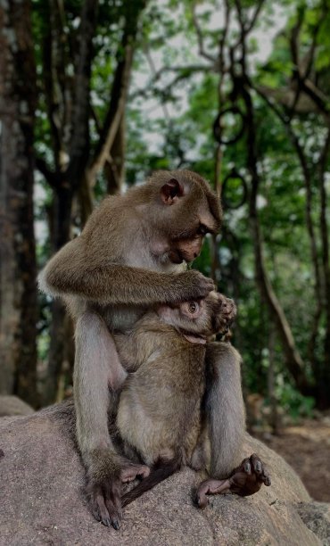 母亲的联系图片下载