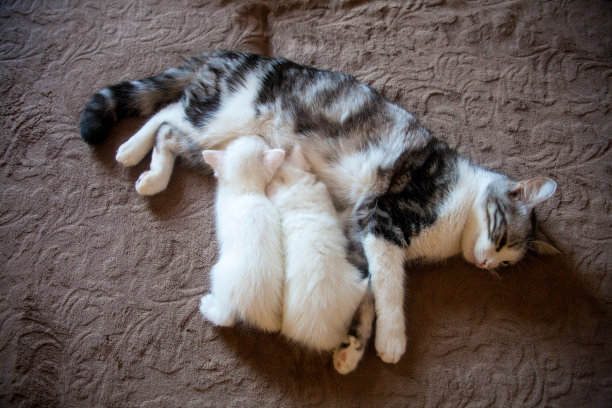 小猫和小猫抱在一起，同情地睡觉图片下载