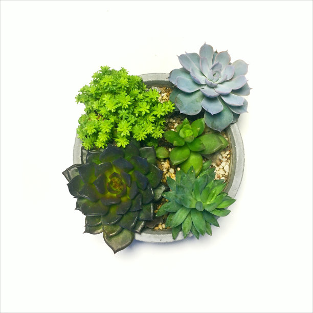 肉质植物图片下载