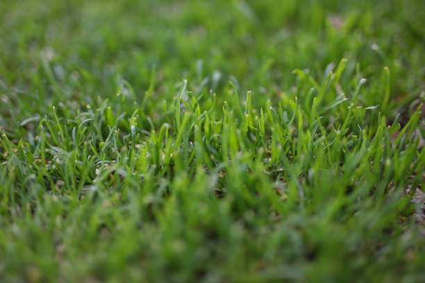 对球道上的草的特写图片下载
