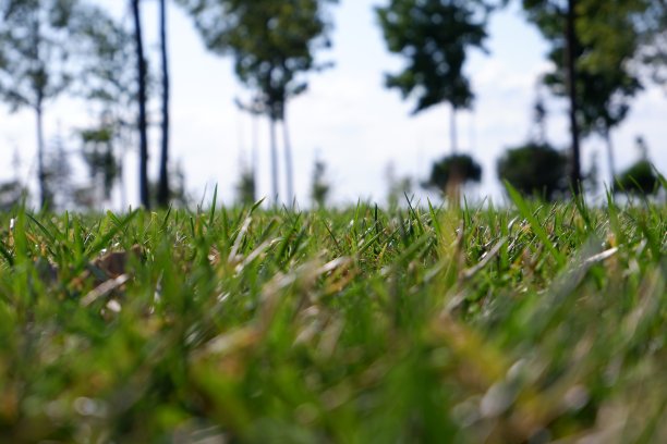 草的宏观视图与树和天空的背景图片下载