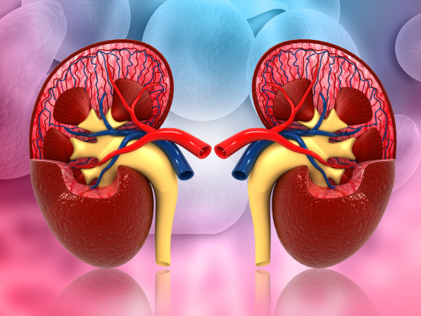 人体肾脏的横断面解剖图片下载