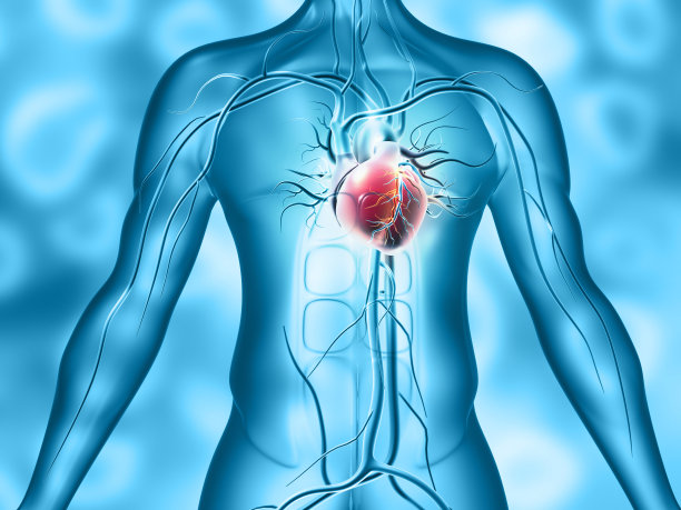 人类的心脏解剖图片下载