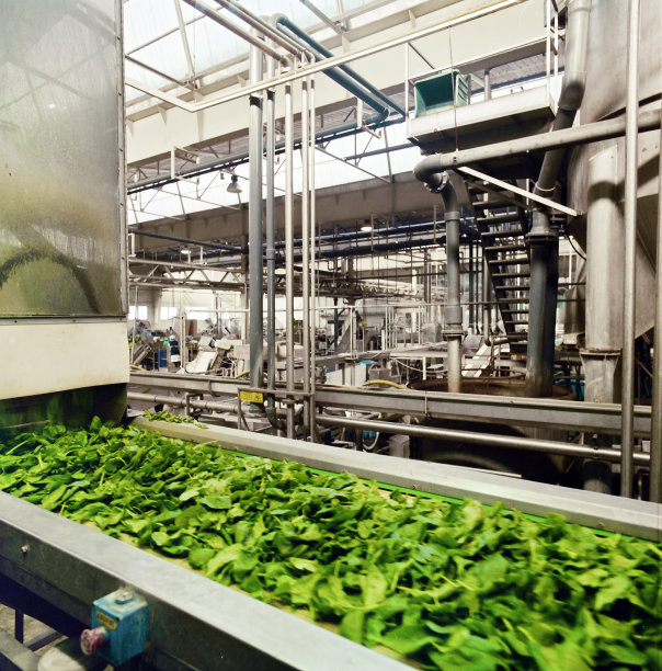 食品工业，冷冻菠菜的准备图片下载