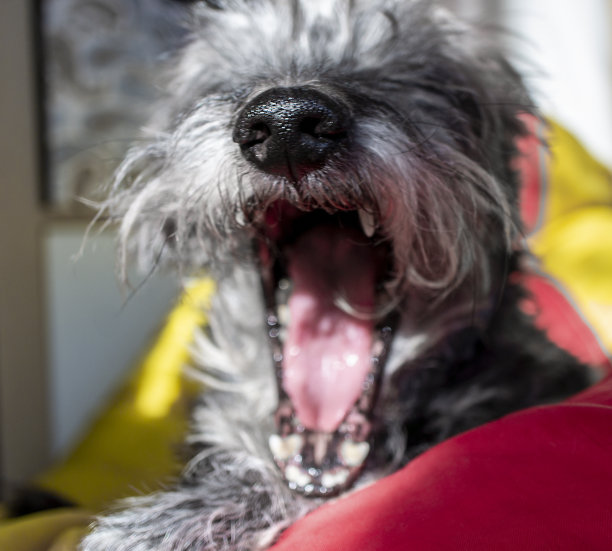 灰色毛茸茸的大胡子老狗打了个大大的哈欠图片下载