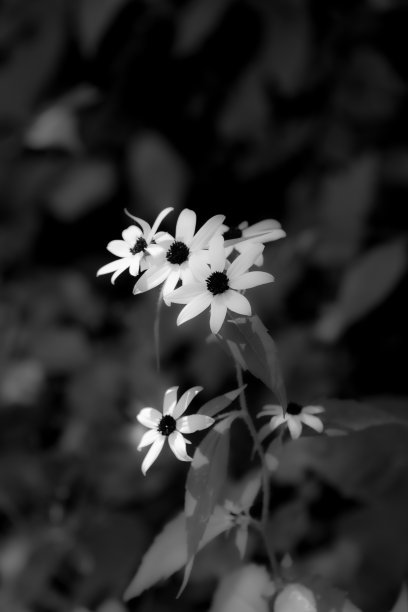 柔的黑白图像黑眼睛苏珊花。图片下载