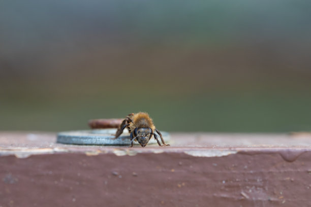脏黄蜂在旧螺丝外面特写。在自然界中昆虫图片下载