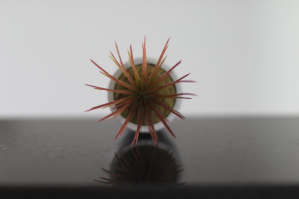 肉质植物像病毒图片下载