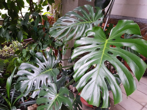 特写怪兽花在家里的花园图片下载